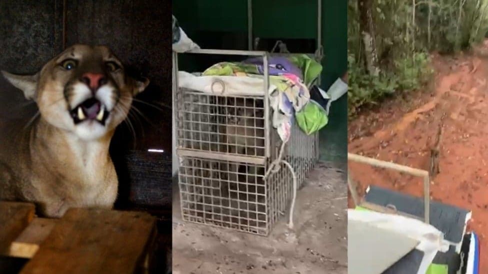 Onça-parda resgatada em casa no Vale do Aço é devolvida à natureza