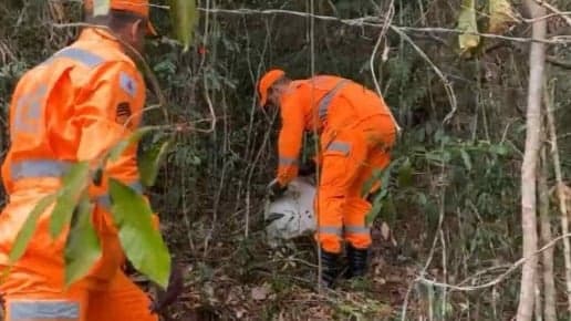 Bombeiros resgatam macaco em terraço de prédio em MG 