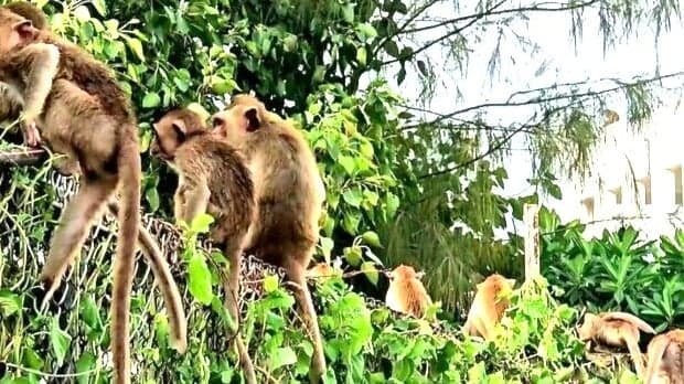 Macacos cercam delegacia e aprisionam policiais na Tailândia