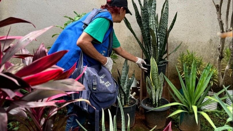 Infestação do Aedes aegypti atinge 5% em Ipatinga no último LIRAa de 2024