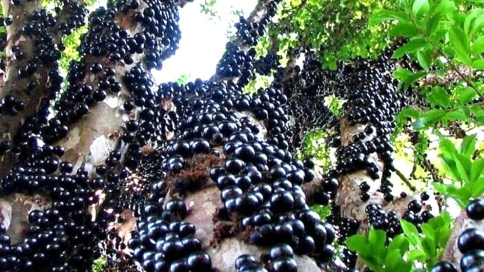 Festa da Jabuticaba movimenta Ouro Preto com cultura, música e gastronomia até domingo