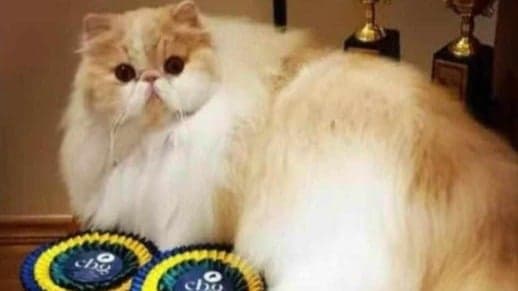 Gato persa de Minas leva título internacional de beleza e personalidade na Noruega