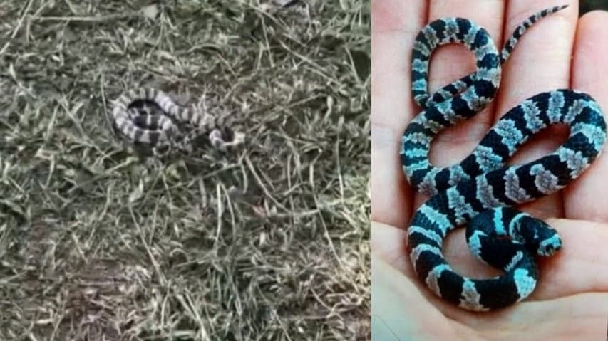 Cobra é capturada no Parque Ipanema em Ipatinga