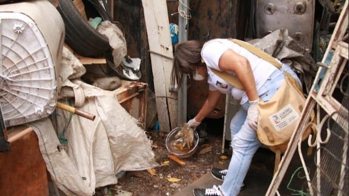 Infestação do Aedes aegypti atinge média de 4,4% em Fabriciano, com bairros superando 20%