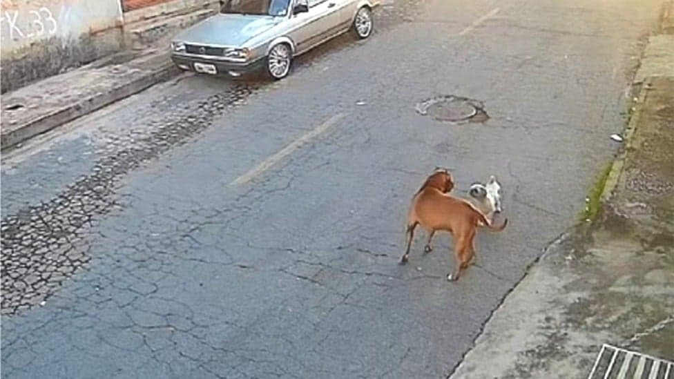 Pitbull mata cãozinho em Minas Gerais e caso reacende debate sobre responsabilidade de tutores