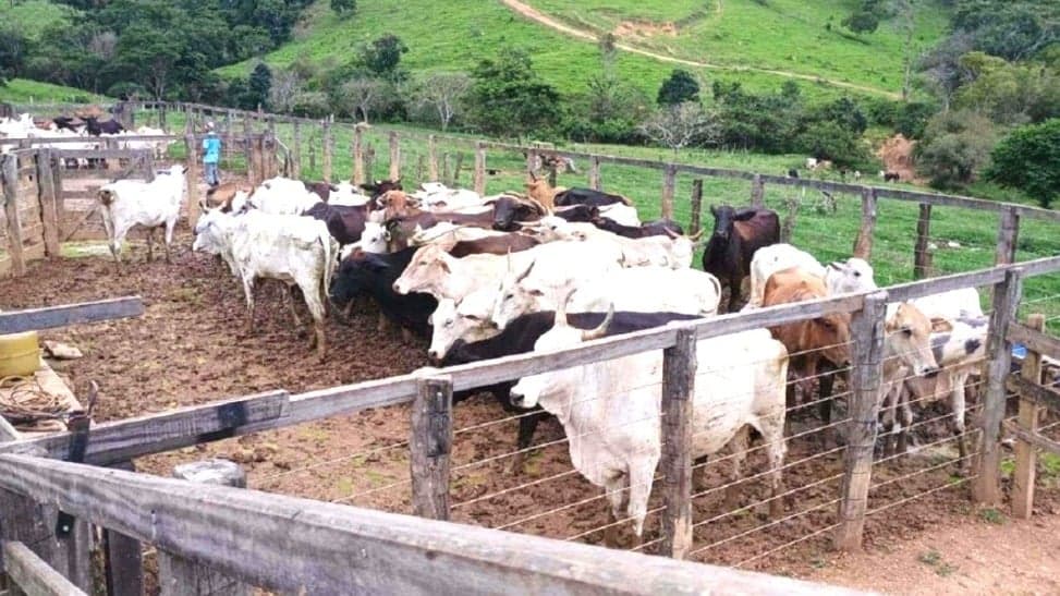 Mais de 100 cabeças de gado são recuperadas e homem é preso por usar cheques sem fundo em Rio Paranaíba