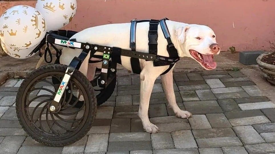 Pitbull Sansão, que teve as patas decepadas e inspirou a Lei contra maus-tratos, morre após mal súbito