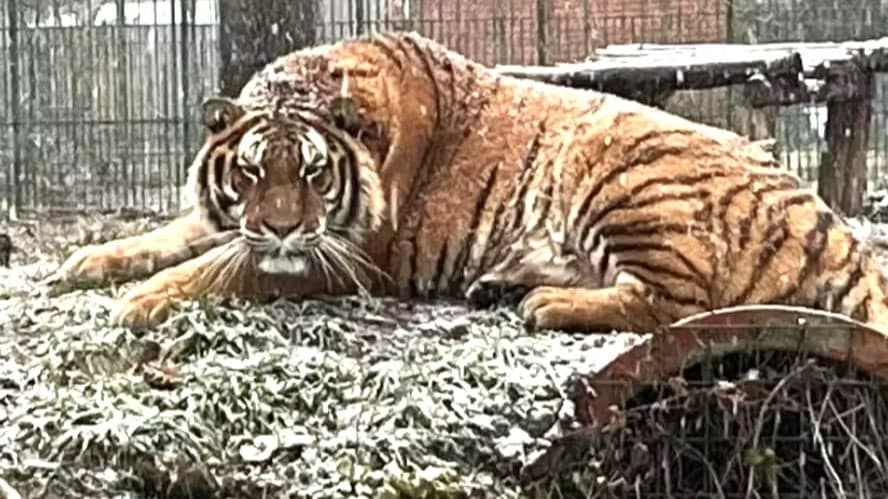 Funcionário de zoológico morre após ataque de tigre na Romênia