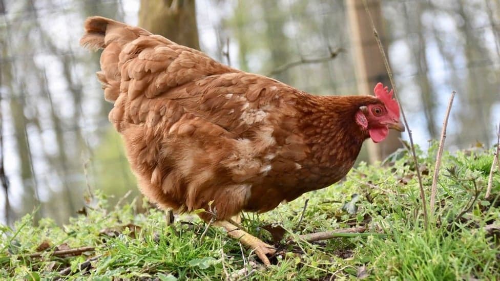 Produção de ovos de galinhas livres cresce em Minas e atrai produtores; entenda as diferenças