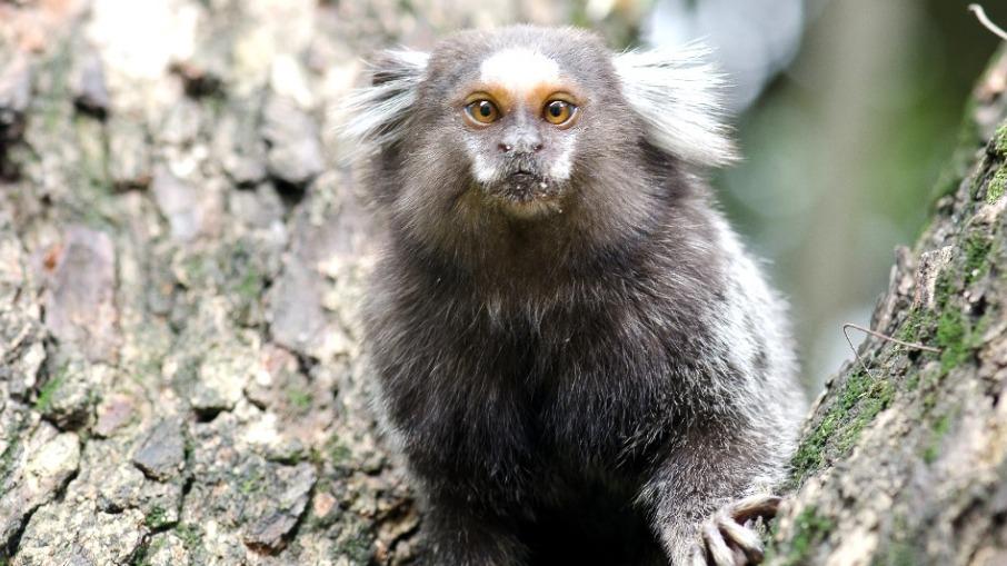 Em Pernambuco, mulher morre por raiva humana após contato com sagui que fugia de queimadas