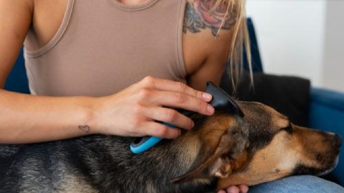 Saiba por que alguns cães não gostam de carinho na cabeça