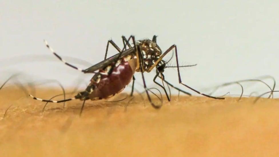 Infestação do Aedes aegypti cresce em Governador Valadares e risco de epidemia aumenta