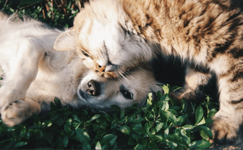 Governo federal lança RG digital gratuito para cães e gatos no Brasil