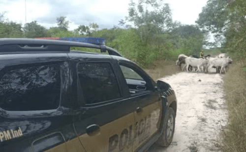 Filho é preso por furtar gado do pai em cidade do Norte de MG