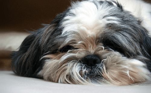 Homem mata e esquarteja cachorro e é internado em hospital psiquiátrico