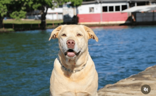 Morre Thor, cão que atuou na tragédia de Brumadinho em 2019