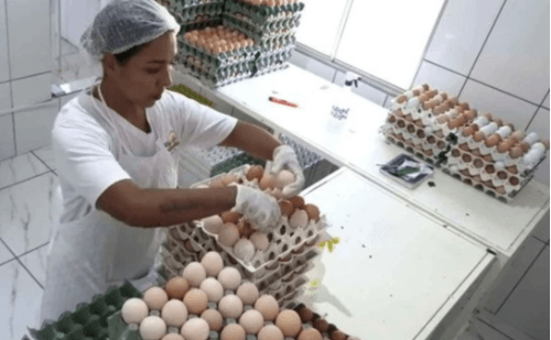 Produção de ovos caipiras cresce mais de 25% em Minas Gerais