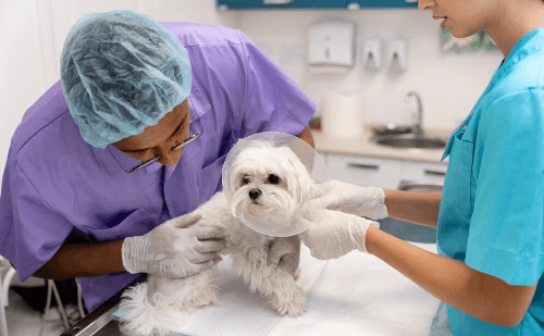 Veterinários alertam sobre riscos da injeção anticio em fêmeas
