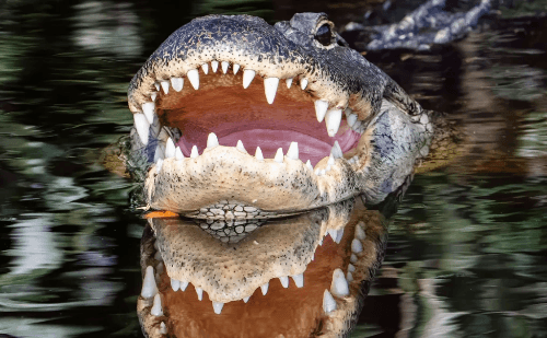 Ataque de jacaré mata mulher em lago dos EUA