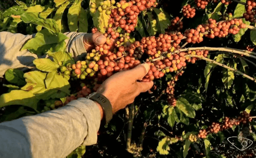 Mais um furto de sacas de café é registrado em Caratinga