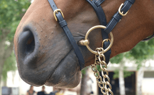 Furto de cavalos resgatados mobiliza vereadores em BH