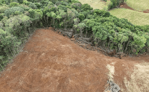 Minas tem alta destruição da Mata Atlântica, mesmo em áreas protegidas