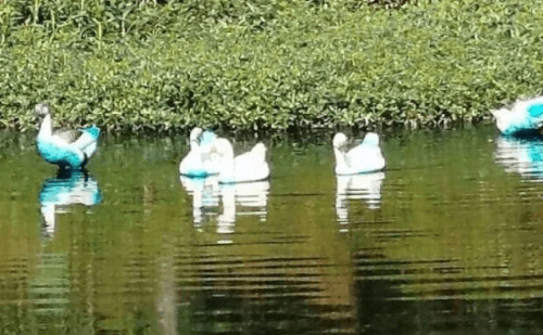 Parque em Jundiaí é contaminado por corante após acidente com carreta