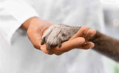 Santana do Paraíso abre inscrições para castração gratuita de cães e gatos