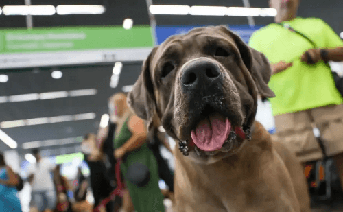 Empresas aéreas de Minas ganham direito de vetar animais de suporte emocional em cabine