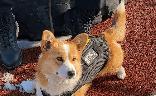 Corgi policial faz sucesso na China e perde bônus por travessura