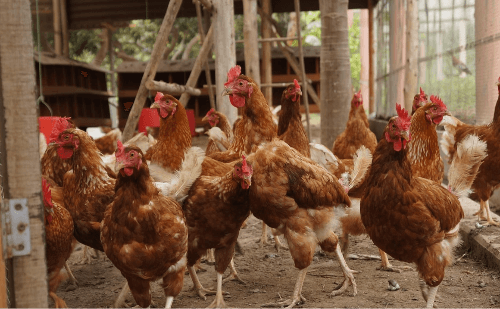 Gripe aviária é detectada em granja de Montenegro