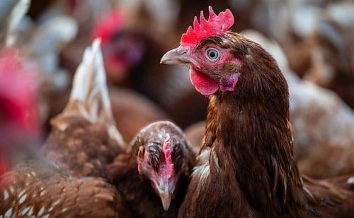 Surto de gripe aviária mata animais em zoológico de Sapucaia do Sul