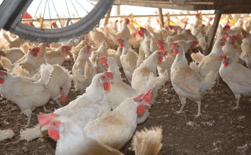 Governo descarta toneladas de ovos em Minas por risco de gripe aviária