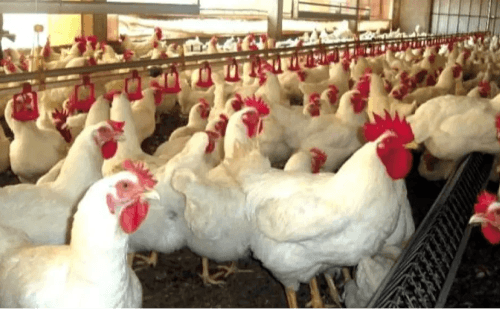 Granja do RS com gripe aviária afeta exportações