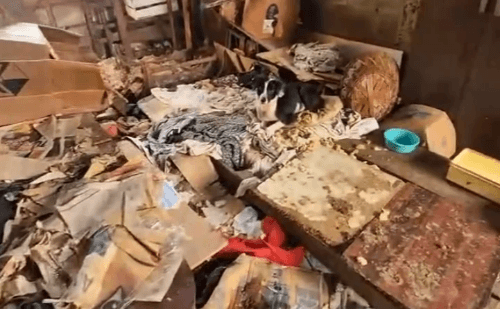 Moradora acumula animais em casa insalubre em Caeté