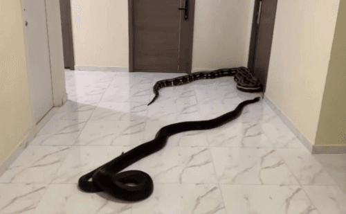 Morador solta cobras em corredor após cão barulhento incomodar vizinhança