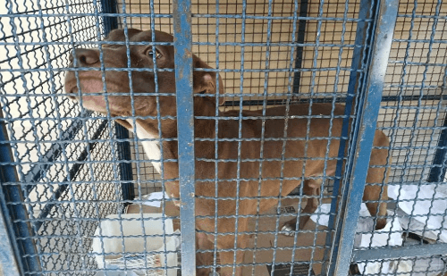 Pitbull invade escola no Rio e fere seis crianças