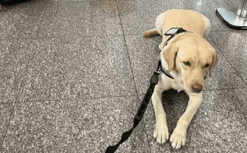 Rio: TAP cancela voo após negar embarque de cão de criança autista