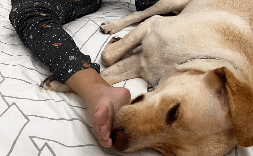 Cão que previne 'meltdown' é impedido de embarcar com criança autista no RJ