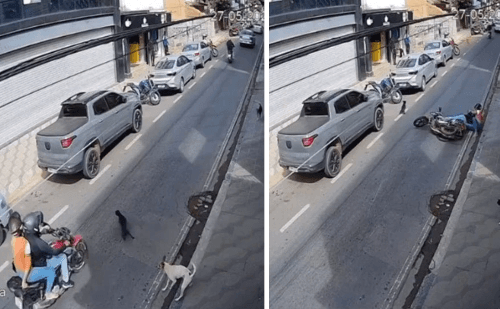 Vídeo: cachorro provoca queda de motoqueiro em rua de Caratinga