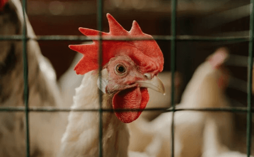Brasil registra 13 novas suspeitas de gripe aviária