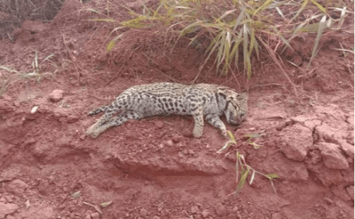 Onça-pintada é encontrada morta às margens da MG-255 em Iturama