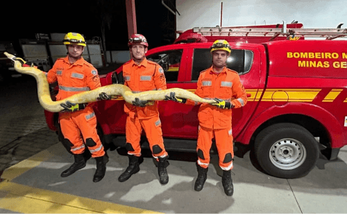 Cobra píton de 4 metros é capturada em mata de Paula Cândido