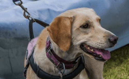 Cão impedido de embarcar três vezes chega a Portugal para reencontro com menina autista