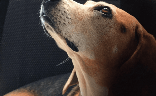 Cadela morre após agressão em pet shop de BH
