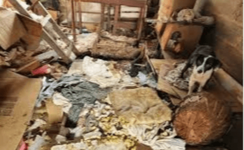 Após anos, casa acumulada é limpa por ordem judicial em cidade mineira