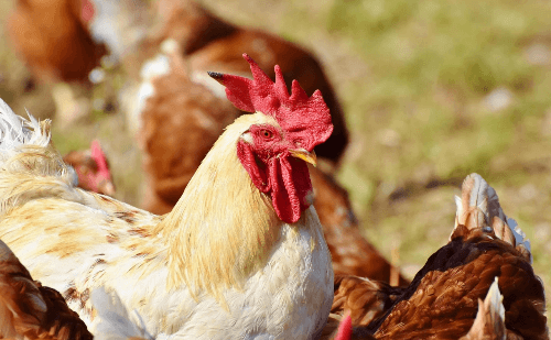 Frangos com sintomas de gripe aviária levam à apreensão de 18,8 toneladas no RS