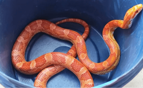 Serpente exótica é capturada em telhado de casa em Juiz de Fora