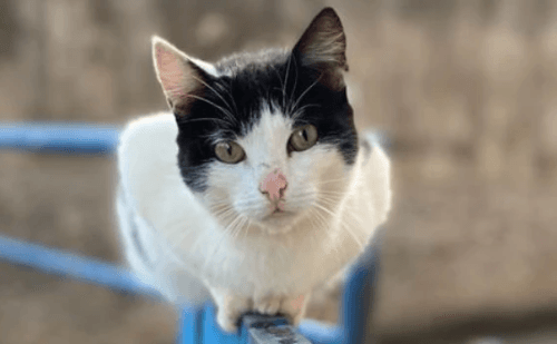 Consórcios de MG podem receber kits para chipagem de animais