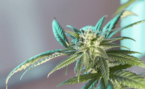 Homem é condenado por tráfico no Brasil com apenas um pé de maconha